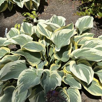 Hosta 'First Frost' (266899)