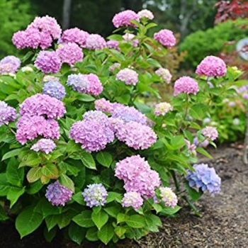 Hydrangea arborescens 'Bella Anna®' 