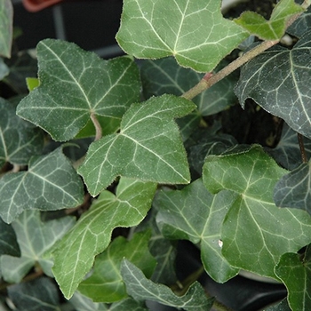 Hedera helix 'Wilsonii' 