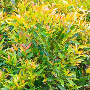 Syzygium paniculatum