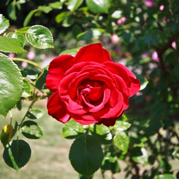 Rosa 'Red Cascade' 