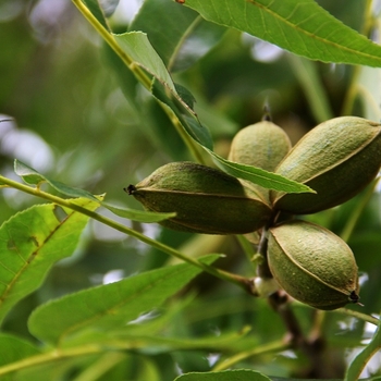 Carya illinoinensis 'Desirable' 