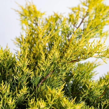 Juniperus chinensis 'Casino Gold' 