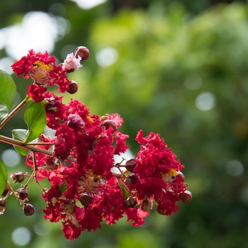 Lagerstroemia indica 'Victor' 