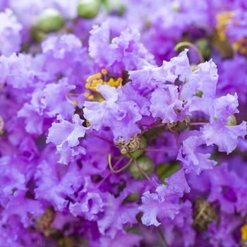 Lagerstroemia indica 'Autaugaville Purple' 