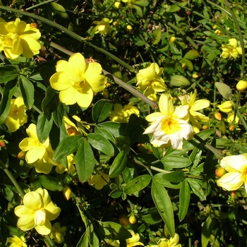 Jasminum mesnyi