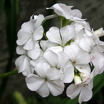 Pelargonium 