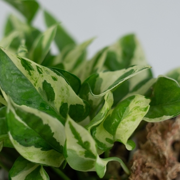 Epipremnum aureum 'Pearls and Jade' 