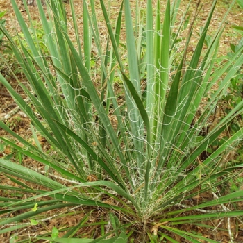 Yucca filamentosa 'Color Guard' 