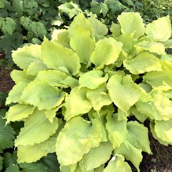 Hosta Shadowland® 'Echo the Sun' (267077)