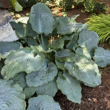 Hosta Shadowland® 'Diamond Lake' (267082)