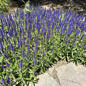 Veronica Magic Show® 'Wizard of Ahhs' (267087)