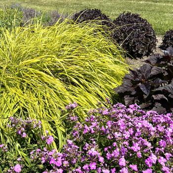 Pennisetum alopecuroides Prairie Winds® 'Lemon Squeeze' (267088)