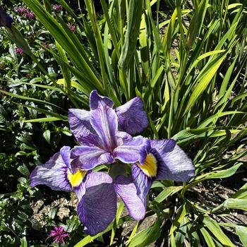 Iris pseudata 'Shiryukyo' (267092)