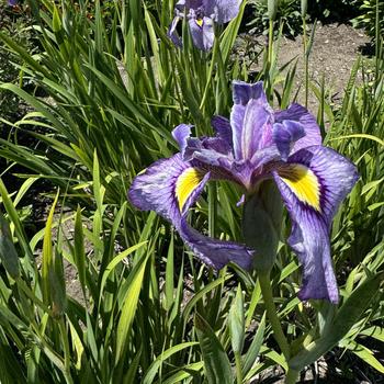 Iris pseudata 'Shiryukyo' 