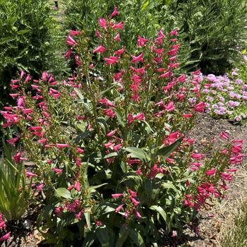 Penstemon barbatus Bejeweled™ 'Rose Rhinestones' (267096)