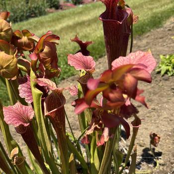 Sarracenia x moorei 'Conversation Piece' 