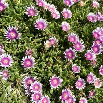 Delosperma Kaleidoscope™ 'Pink Radiance' (267099)