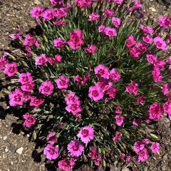 Dianthus 'Paint the Town Fancy' (267101)