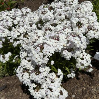 Phlox paniculata 'Baby Doll White' PP33487