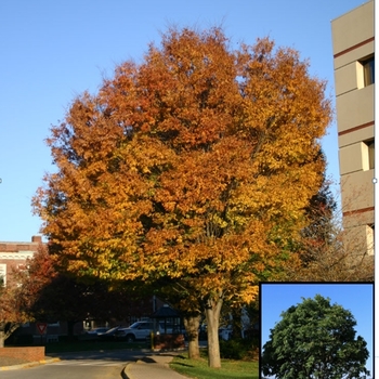 Zelkova serrata 'JFS-KW1' PP20996