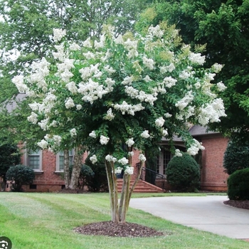 Lagerstroemia indica 'Sarah's Favorite' 