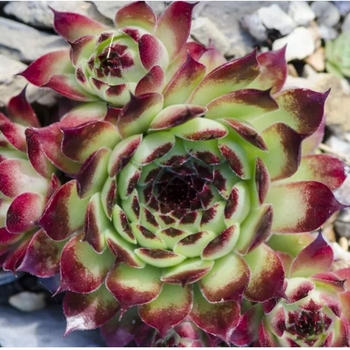 Sempervivum 'Multiple Varieties' 