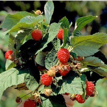 Rubus idaeus 'Boyne' 
