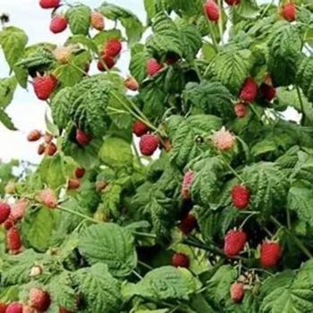 Rubus 'Joan J' 