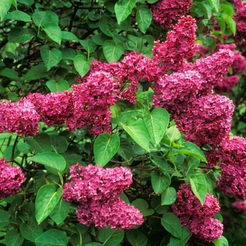 Syringa vulgaris 'Congo' 