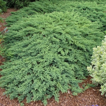 Juniperus 