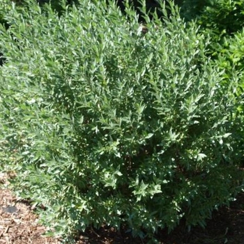 Salix brachycarpa 'Blue Fox' 