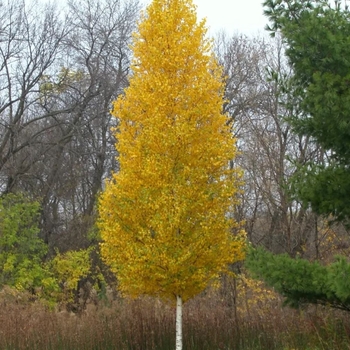 Betula platyphylla 'Dakota Pinnacle®' Fargo PP10963