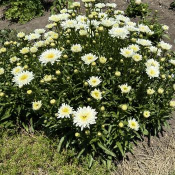 Leucanthemum x superbum Amazing Daisies® 'Marshmallow' (267237)