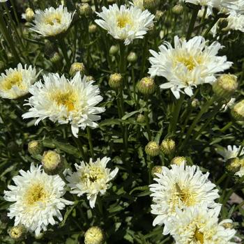 Leucanthemum x superbum Amazing Daisies® 'Marshmallow' (267238)