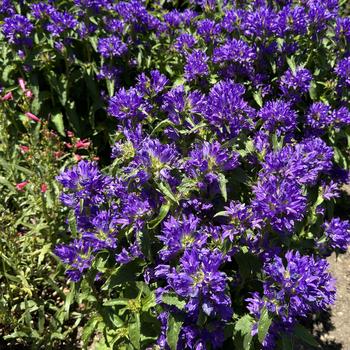 Campanula glomerata 'Bells and Whistles' (267239)