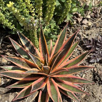 Mangave Mad about Mangave® 'Pineapple Punch' (267247)