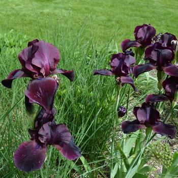 Iris germanica 'Study in Black' 