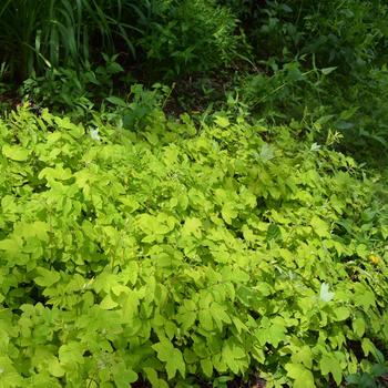 Filipendula ulmaria 'Aurea' 