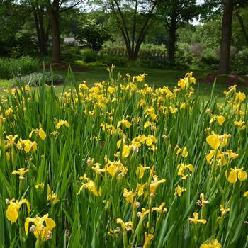 Iris pseudacorus '' (267280)