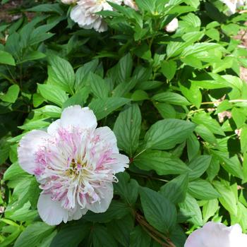 Paeonia lactiflora 'Do Tell' (267281)