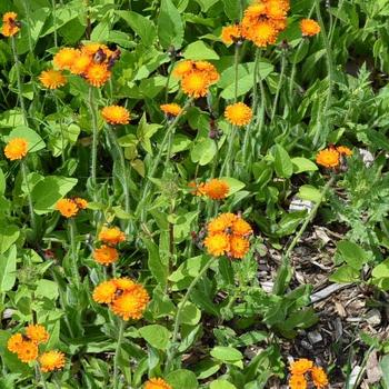 Hieracium aurantiacum