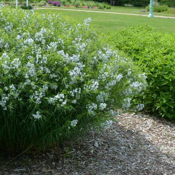 Amsonia ciliata 'Halfway to Arkansas' 