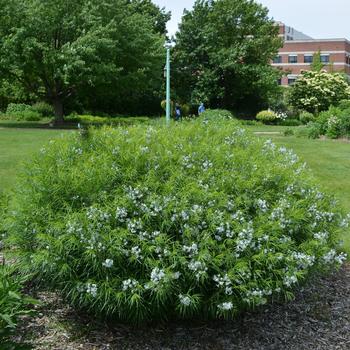 Amsonia ciliata 'Halfway to Arkansas' (267284)