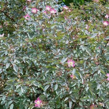 Rosa palustris '' (267286)