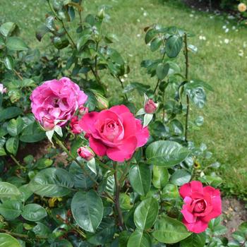 Rosa 'Baronne Edmond de Rothschild' (267309)