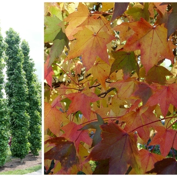 Liquidambar styraciflua 'Slender Silhouette' 