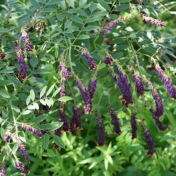 Amorpha fruticosa