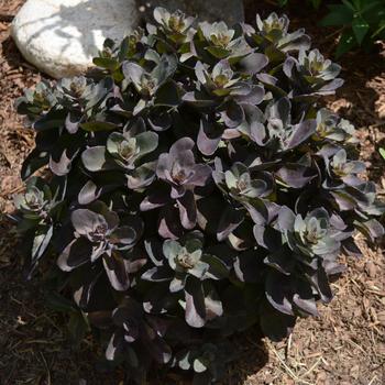 Sedum Rock 'N Grow® 'Back in Black' (267385)