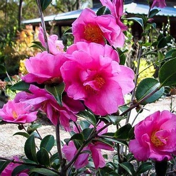 Camellia x hiemalis 'Martha Sims' 